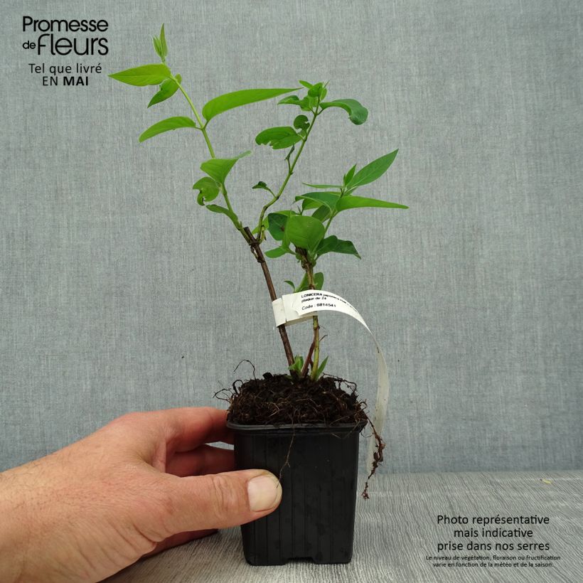 Lonicera japonica Hall's Prolific - Japanese Honeysuckle 8/9 cm pot sample as delivered in spring