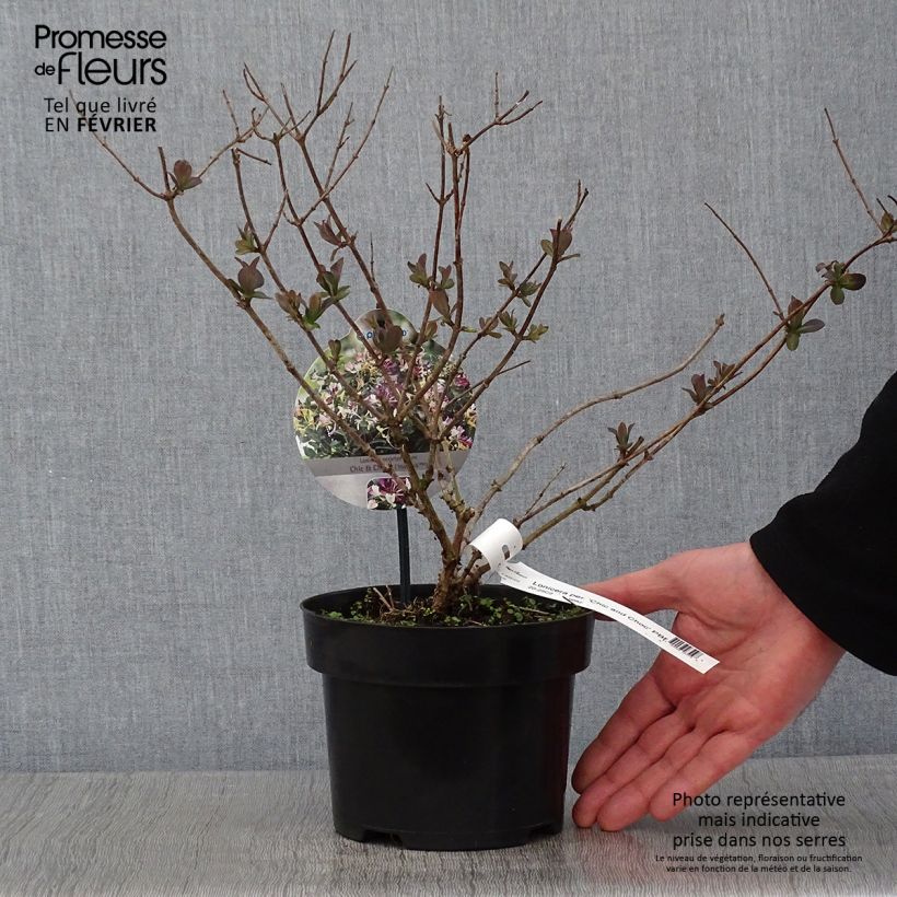Lonicera periclymenum Chic et Choc - Common Honeysuckle 2L/3L pot sample as delivered in winter