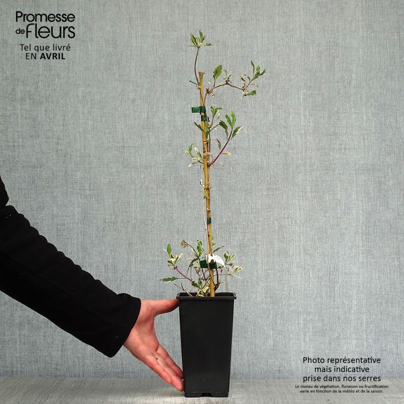 Lonicera caprifolium var. Italica Harlequin 'Sherlite' 1.5L/2L pot sample as delivered in spring