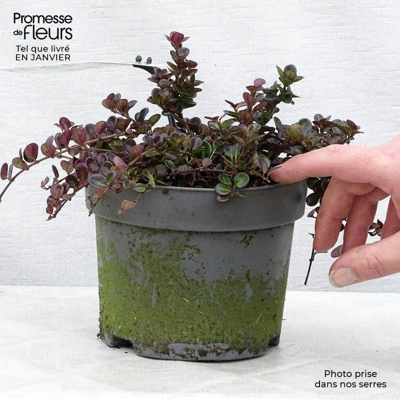 Lonicera crassifolia Little Honey 2L/3L pot sample as delivered in winter