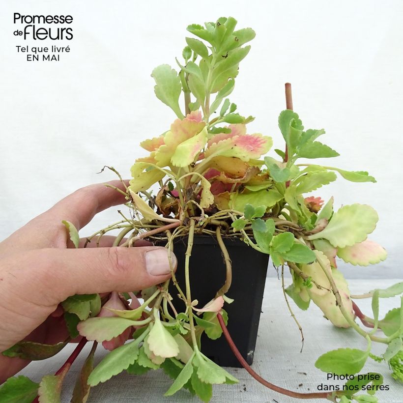 Chiastophyllum oppositifolium 8/9 cm pot sample as delivered in spring