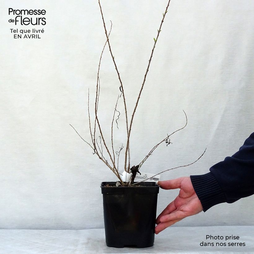 Chilopsis linearis 3L/4L pot sample as delivered in spring