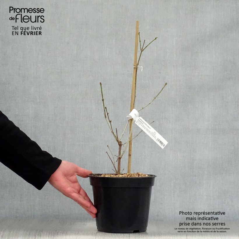 Chimonanthus praecox Grandiflorus 4L/5L pot sample as delivered in winter