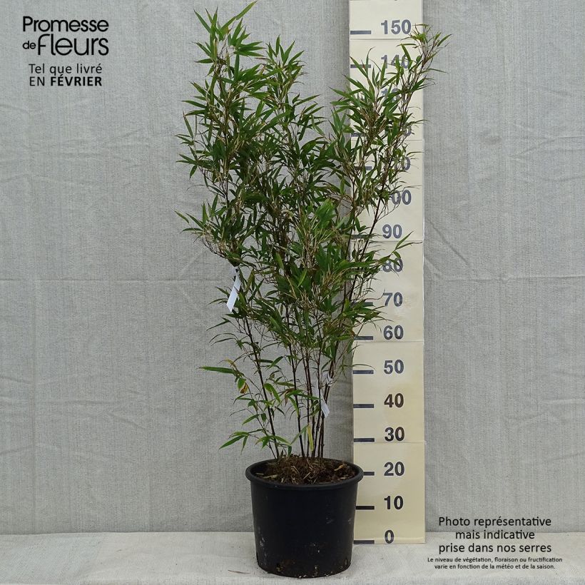 Chimonobambusa tumidissinoda Macrophylla 7.5L/10L pot sample as delivered in winter
