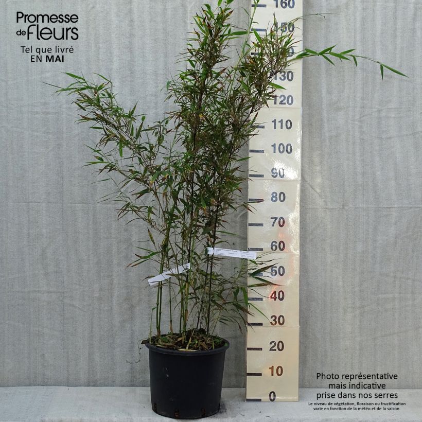 Chimonobambusa tumidissinoda Macrophylla 7.5L/10L pot sample as delivered in spring