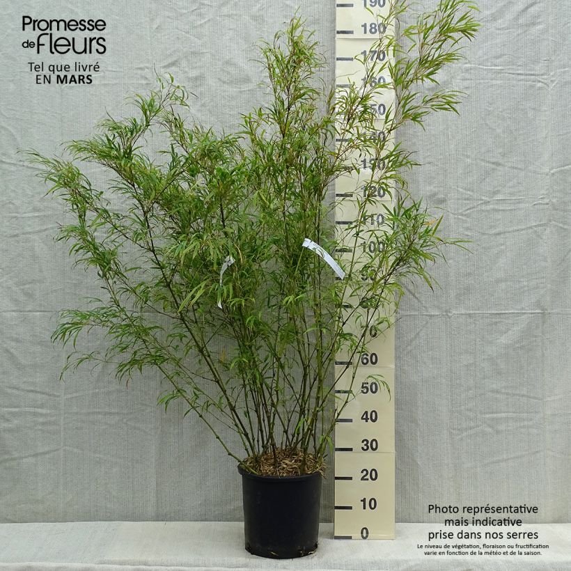 Chimonobambusa tumidissinoda Microphylla 7.5L/10L pot sample as delivered in spring