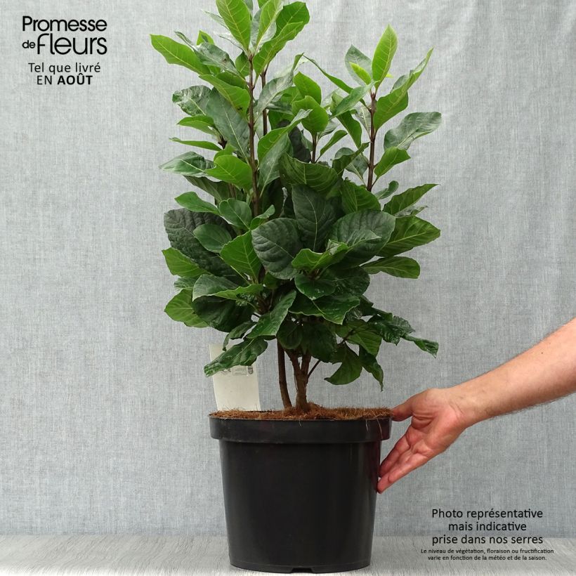 Chionanthus virginicus 4L/5L pot sample as delivered in summer