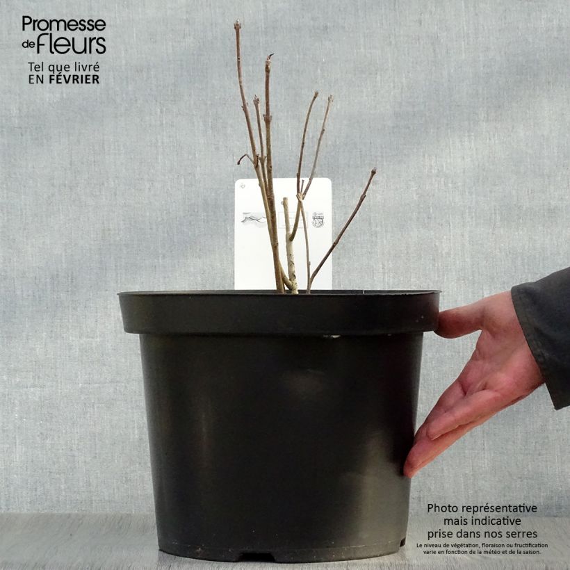 Chionanthus virginicus 4L/5L pot sample as delivered in winter