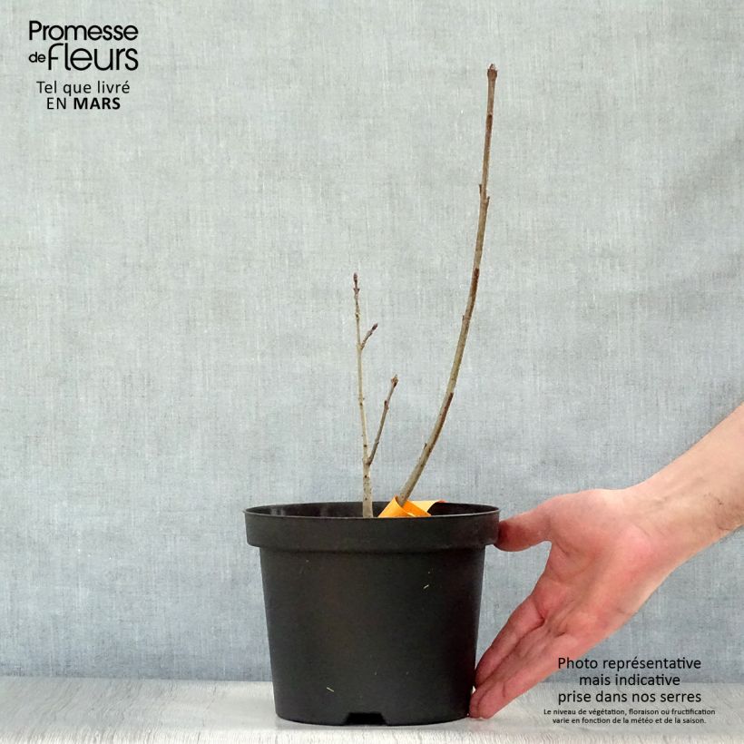 Chionanthus virginicus 2L/3L pot sample as delivered in spring