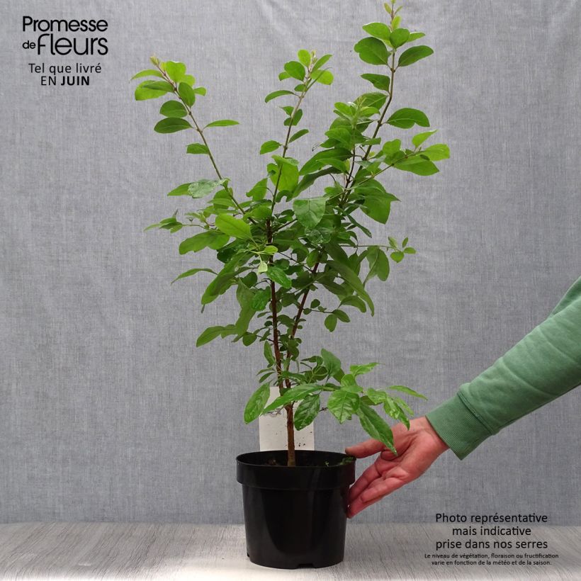 Chionanthus retusus 3L/4L pot sample as delivered in summer