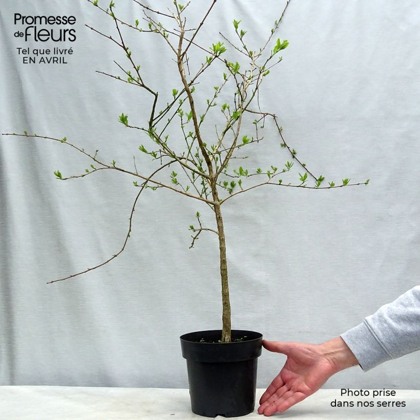 Chionanthus retusus 3L/4L pot sample as delivered in spring