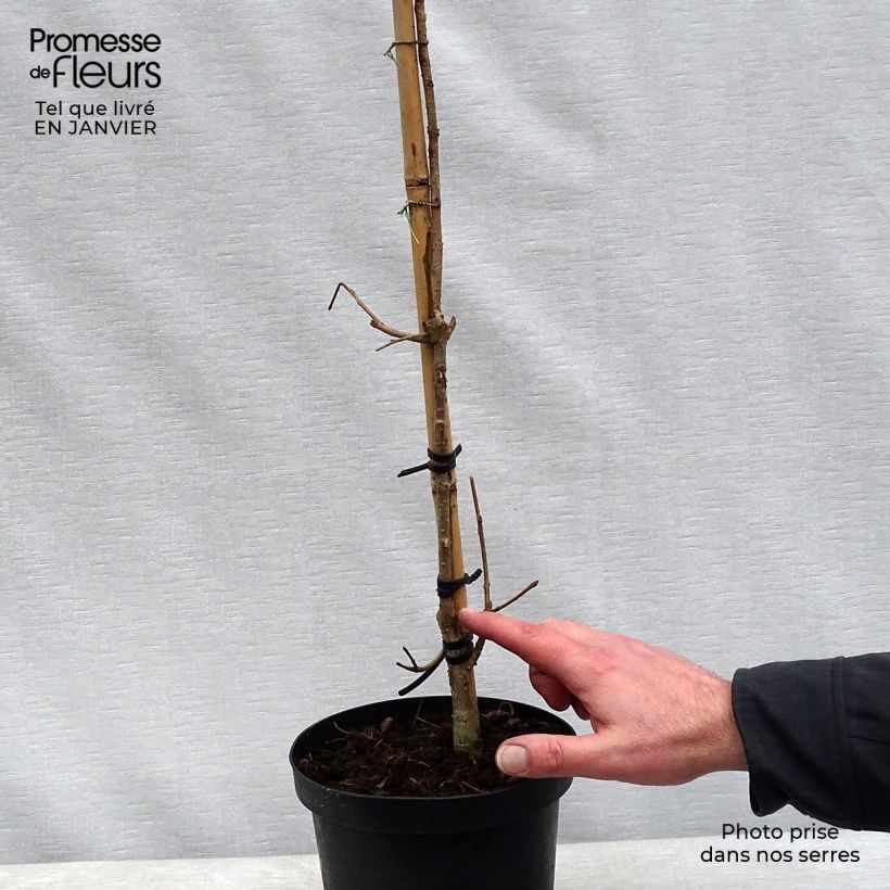 Chionanthus retusus 3L/4L pot sample as delivered in winter