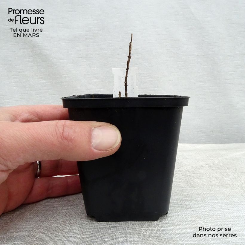 Chloranthus japonicus 8/9 cm pot sample as delivered in winter