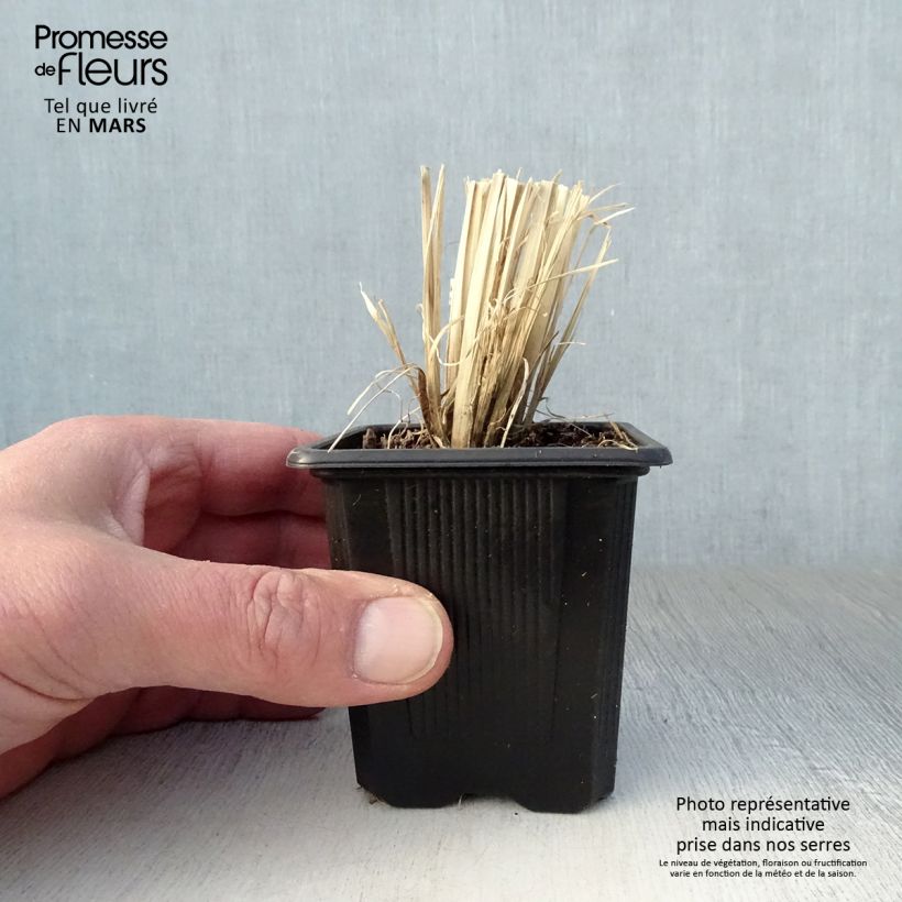 Chloris virgata 8/9 cm pot sample as delivered in spring