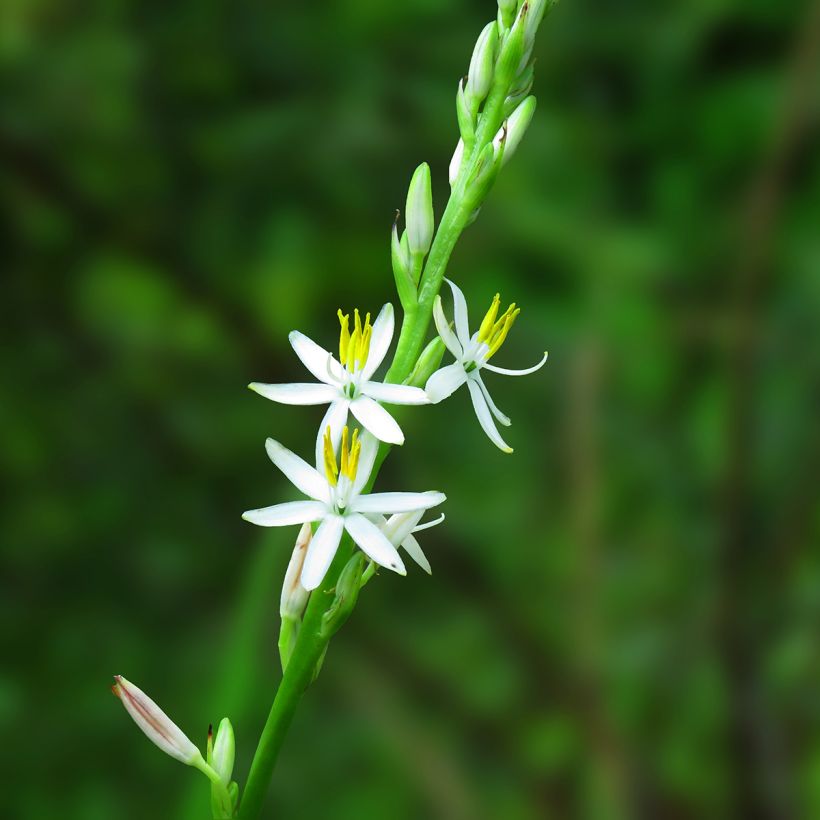Chlorophytum nepalense (Flowering)