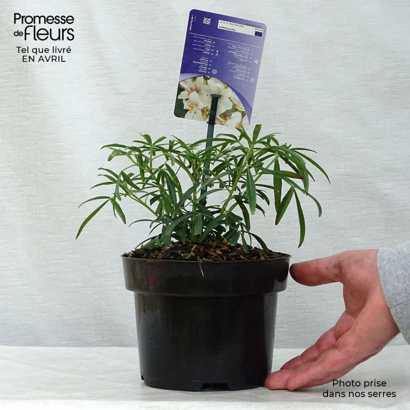 Choisya Aztec Pearl - Mexican Orange Blossom 2L/3L pot sample as delivered in spring