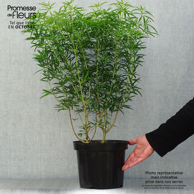 Choisya Aztec Pearl - Mexican Orange Blossom 7.5L/10L pot sample as delivered in autumn