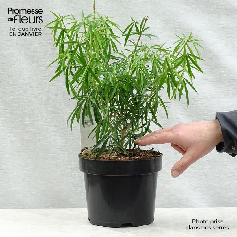 Choisya Aztec Pearl - Mexican Orange Blossom 2L/3L pot sample as delivered in winter