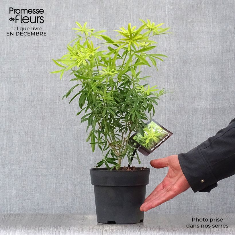 Choisya Goldfinger - Mexican Orange Blossom 1.5L/2L pot sample as delivered in winter