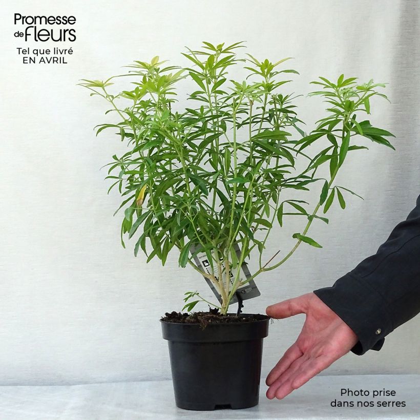 Choisya Goldfinger - Mexican Orange Blossom 1.5L/2L pot sample as delivered in spring