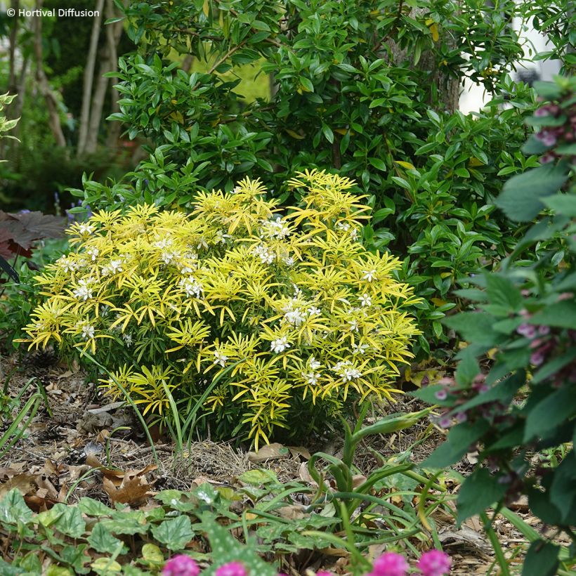 Choisya x dewitteana Little Honey Bee - Mexican Orange Blossom (Plant habit)