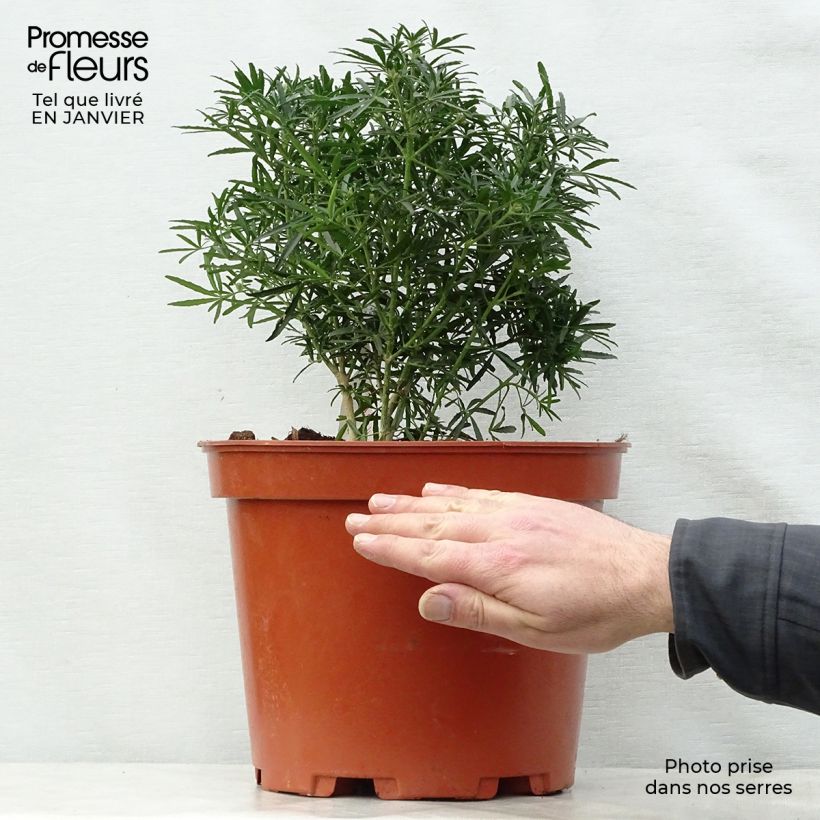 Choisya White Dazzler - Dwarf Mexican Orange 7.5L/10L pot sample as delivered in winter