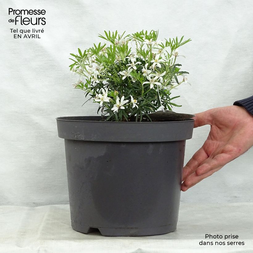 Choisya White Dazzler - Dwarf Mexican Orange 7.5L/10L pot sample as delivered in spring