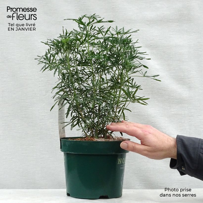 Choisya White Dazzler - Dwarf Mexican Orange 2L/3L pot sample as delivered in winter