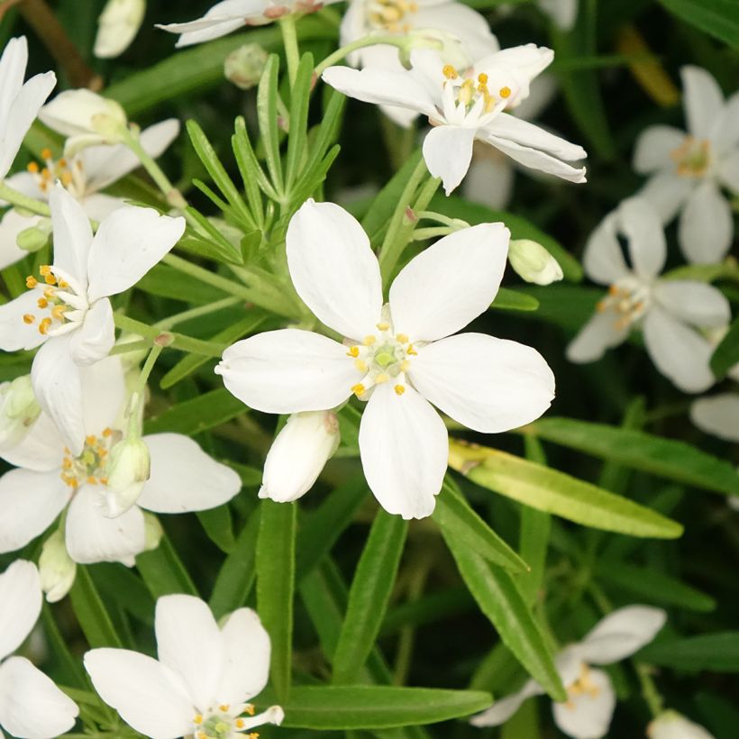Choisya Aztec Pearl - Mexican Orange Blossom (Flowering)