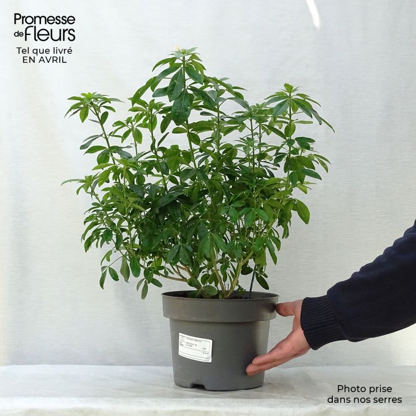 Choisya ternata - Mexican orange blossom 4L/5L pot sample as delivered in spring