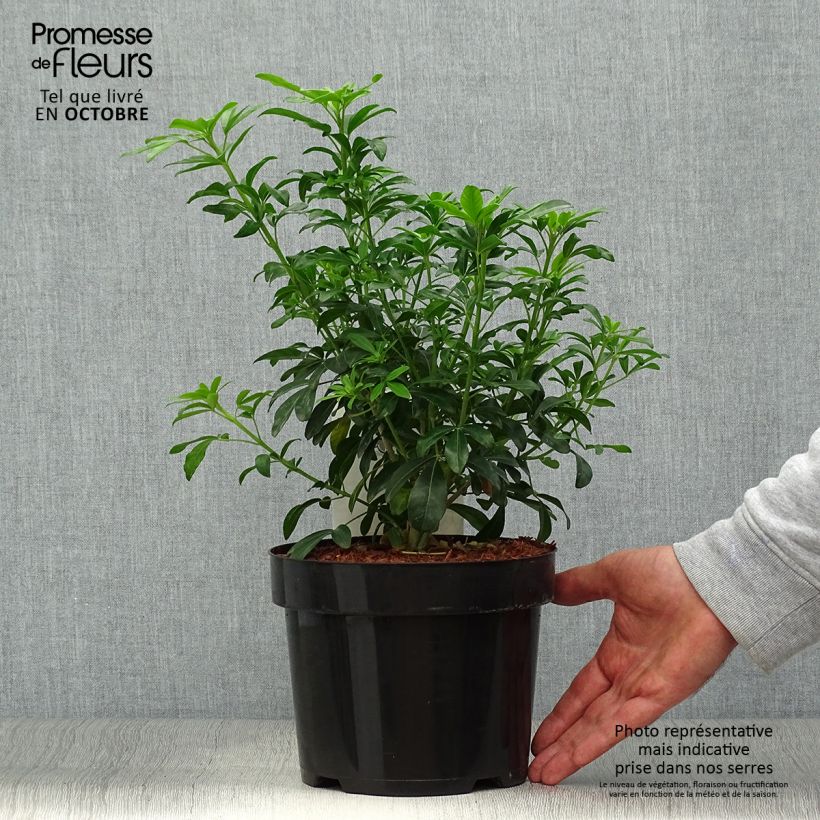 Choisya ternata - Mexican orange blossom 2L/3L pot sample as delivered in autumn