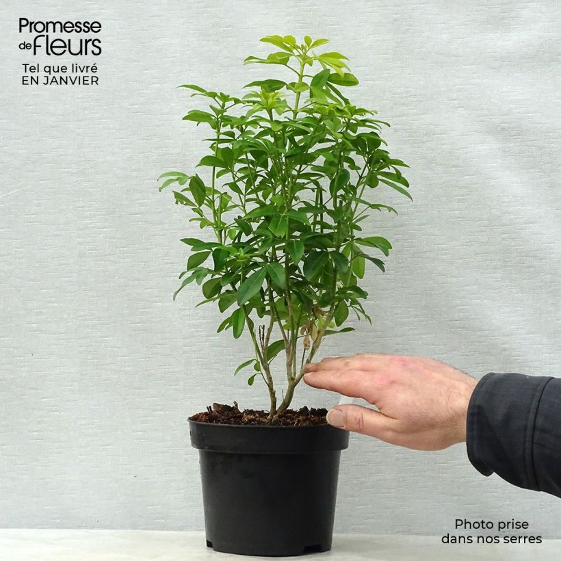 Choisya ternata Sundance - Mexican orange blossom 2L/3L pot sample as delivered in winter