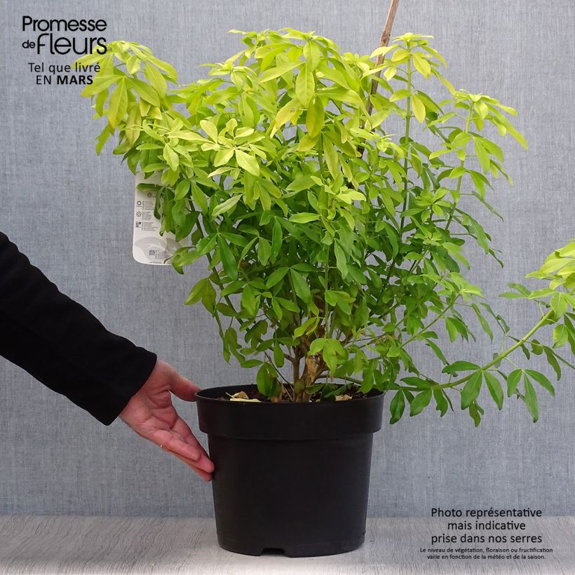 Choisya ternata Sundance - Mexican orange blossom 7.5L/10L pot sample as delivered in winter