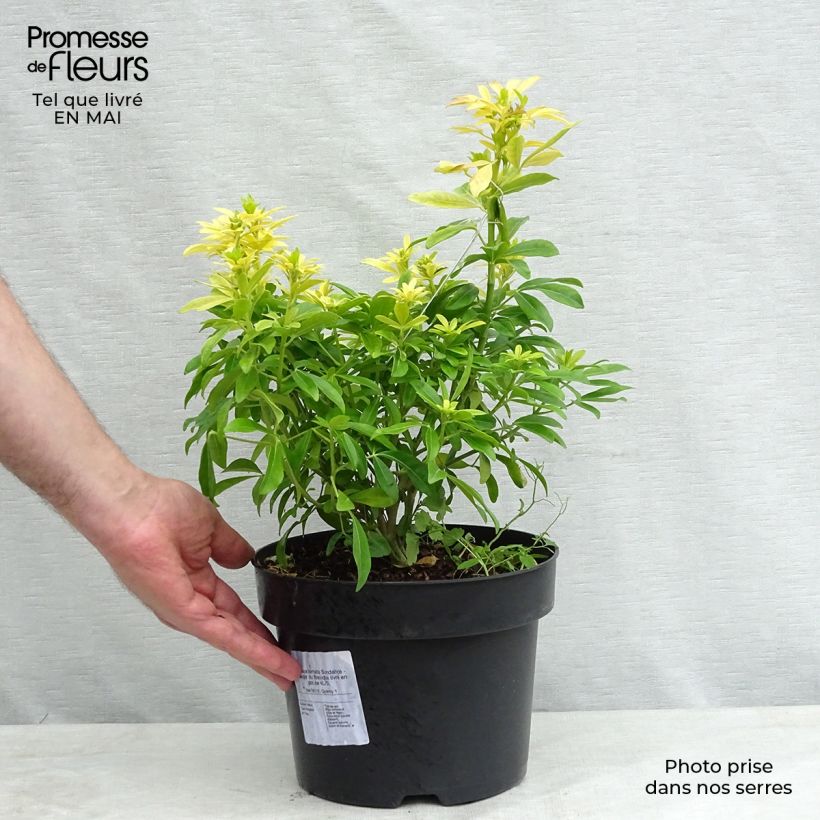 Choisya ternata Sundance - Mexican orange blossom 4L/5L pot sample as delivered in spring