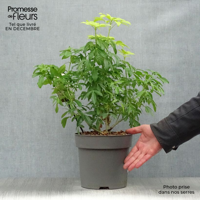 Choisya ternata Sundance - Mexican orange blossom 4L/5L pot sample as delivered in winter