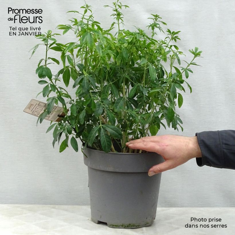 Choisya ternata - Mexican orange blossom 7.5L/10L pot sample as delivered in winter