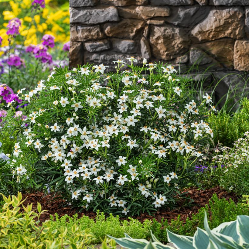 Choisya ternata Tiny Dancer - Mexican orange blossom (Plant habit)