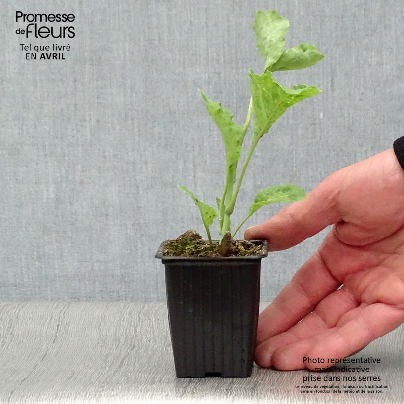 Organic Daubenton Perpetual Cabbage - Brassica oleracea 7/8 cm pot sample as delivered in spring