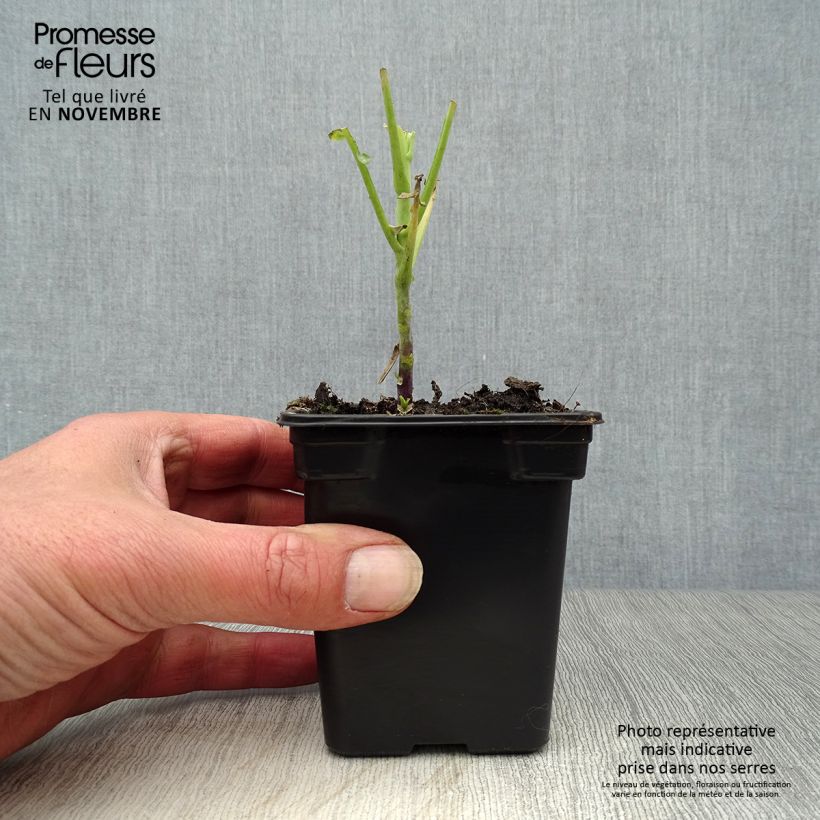 Organic Daubenton Perpetual Cabbage - Brassica oleracea 7/8 cm pot sample as delivered in autumn
