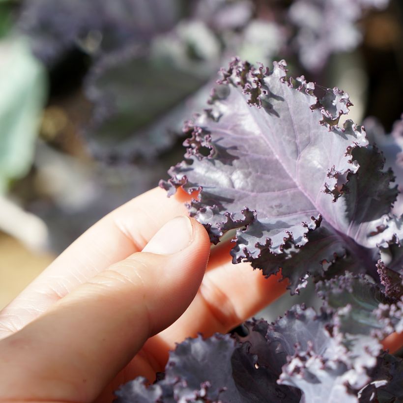 Curly Kale Scarlet (Foliage)