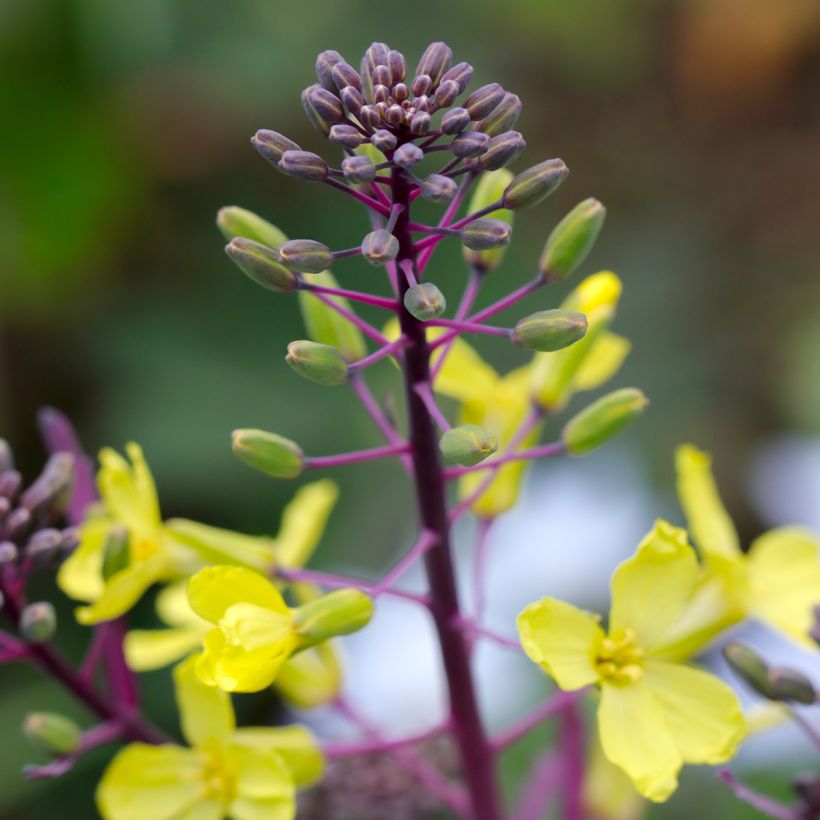Curly Kale Scarlet (Flowering)