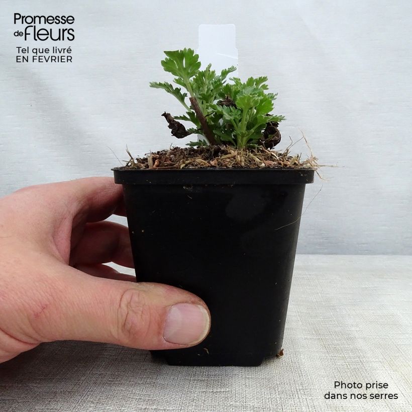 Chrysanthemum indicum Cedie Mason 8/9 cm pot sample as delivered in winter