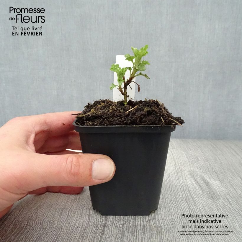 Chrysanthemum indicum Citronella 8/9 cm pot sample as delivered in winter