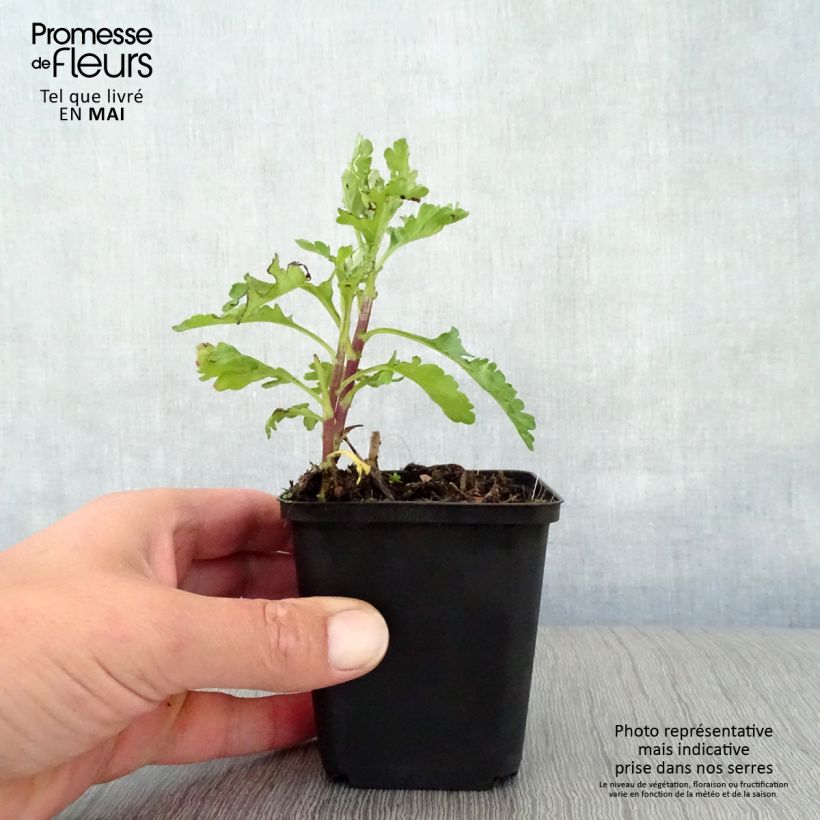 Chrysanthemum indicum Citronella 8/9 cm pot sample as delivered in spring