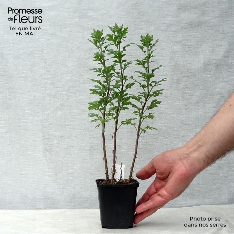 Chrysanthemum indicum Julia 8/9 cm pot sample as delivered in spring