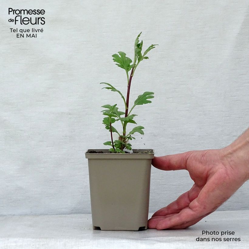 Chrysanthemum Brennpunkt 8/9 cm pot sample as delivered in spring