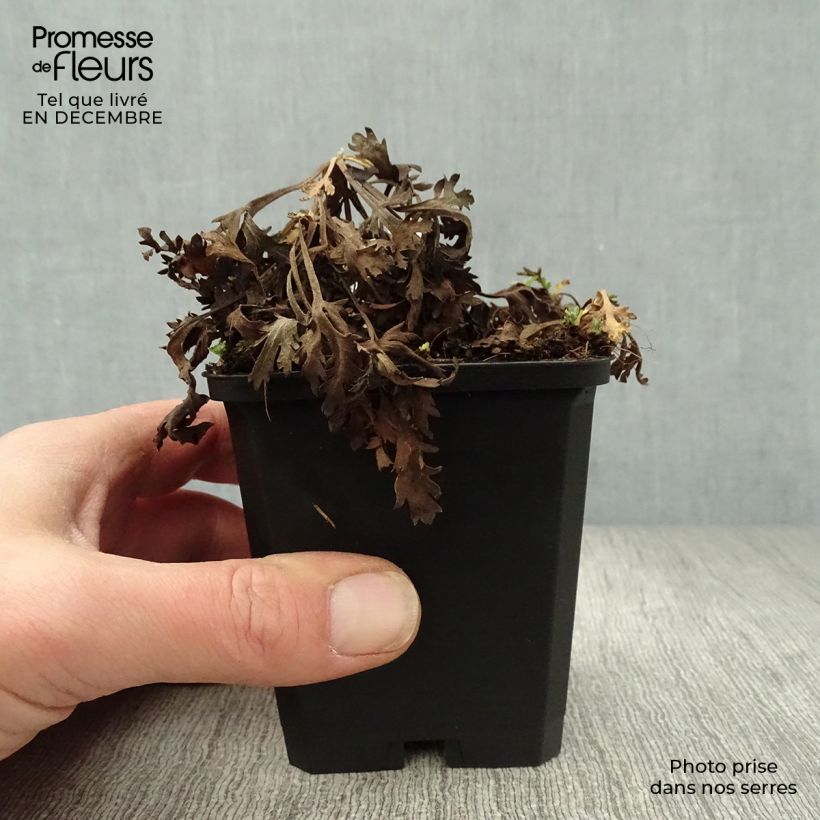 Chrysanthemum rubellum Clara Curtis 8/9 cm pot sample as delivered in winter