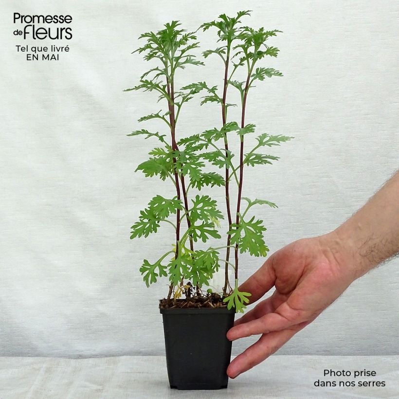 Chrysanthemum rubellum Clara Curtis 8/9 cm pot sample as delivered in spring