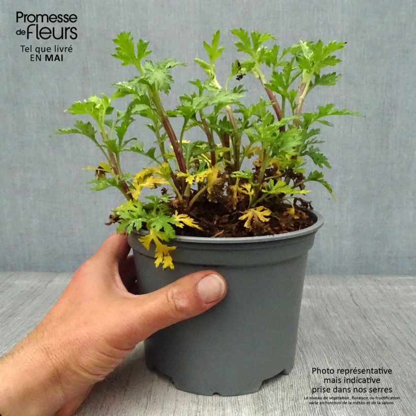 Chrysanthemum rubellum Last Sun 2L/3L pot sample as delivered in spring