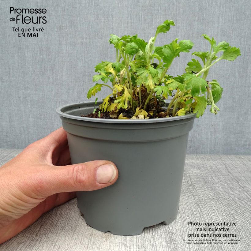 Chrysanthemum Mary Stoker 2L/3L pot sample as delivered in spring